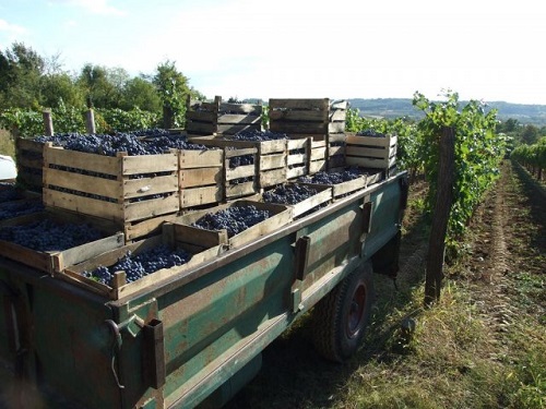 Popovića vinogradi 3